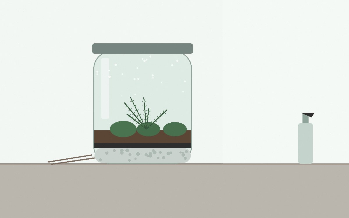 Almofadas de musgo, uma samambaia mínima e uma planta rasteira dispostas antes do plantio