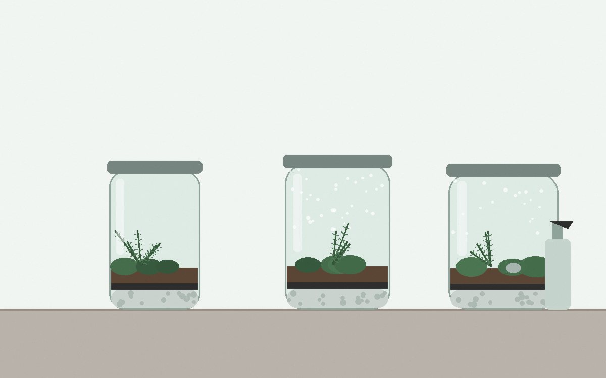 New plants waiting in a row on a windowsill before going into the jar